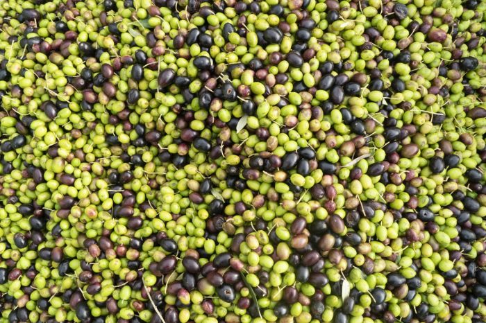 From olives to extra-virgin olive oil, experience Olive Harvest in Italy – Private Tour – Private Tour